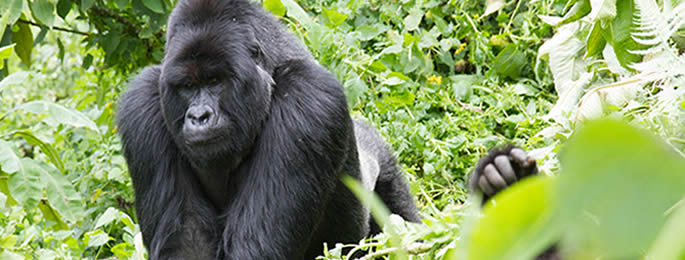 Rwanda silverback gorilla