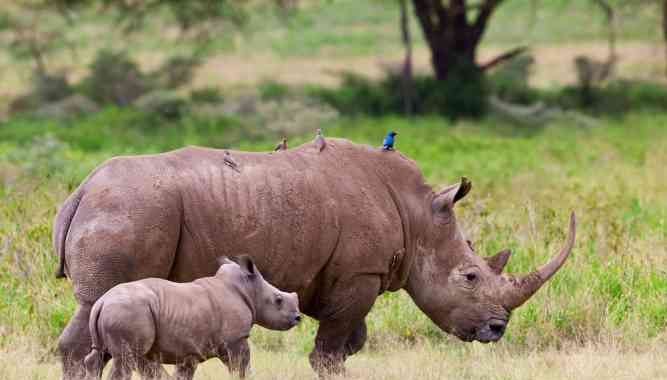 endangered species in Africa