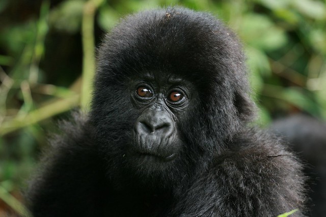 gorilla safaris in Rwanda