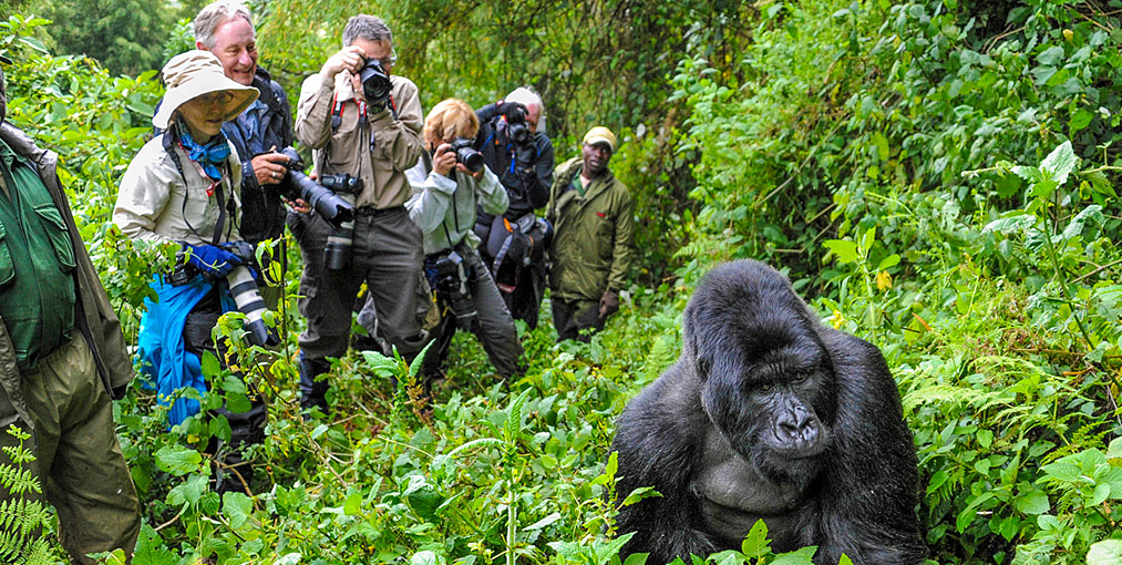 gorilla tracking in uganda