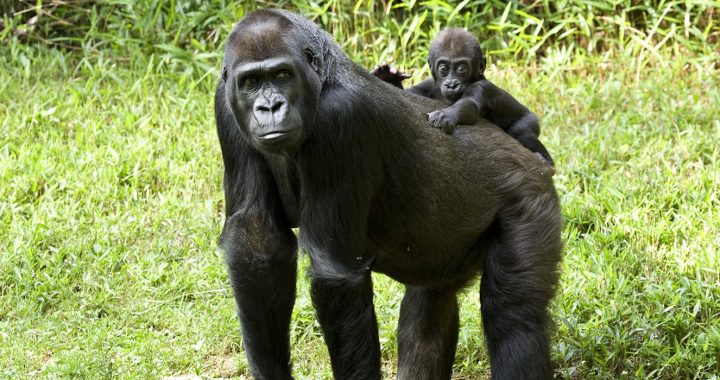 gorilla conservation in Africa